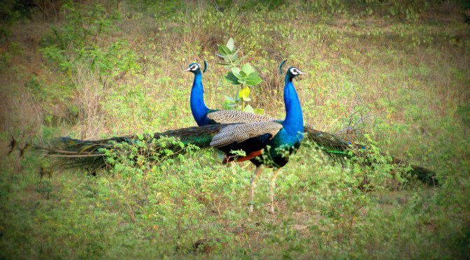 How an unplanned trip of spotting Peacocks in Maharashtra became one of the best experiences